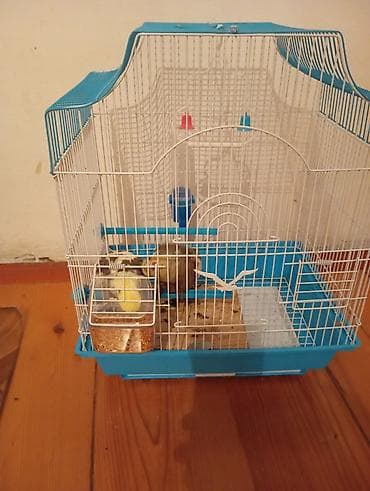 popuqay qefesi: Quş qəfəsi – aksesuarlarla birlikdə 2 dene erkek dişi karellə — 2