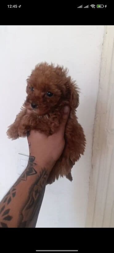 toy budel: Pudel, 3 ay, Erkek, Peyvəndli, Ünvandan götürmə — 14