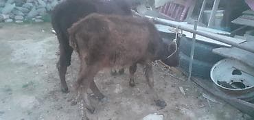 ana bala keci: Dana, buzov, Dişi, ay: 1, 100 kq, Damazlıq, Ünvandan götürmə, Ödənişli çatdırılma — 4