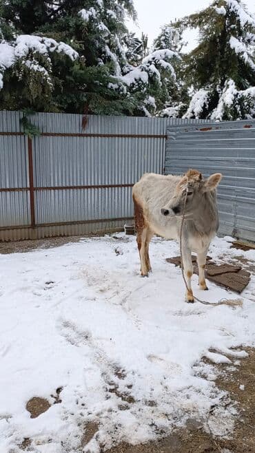 Gəmiricilər: Mal-qara — dişi heyvan (boğaz düyə) - Növ: inək (dövlətli, südlük — 3