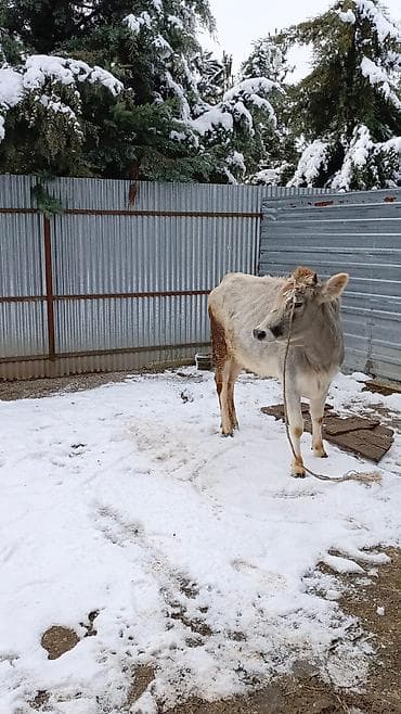 alabay sekilleri: Satılır: inək - Cins/typ: boz rəngli yerli inək - Yaş: təxminən — 3