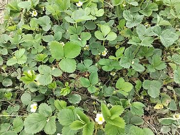 urək tort şəkilləri: Ciyelek stilleri satilir. Murona, albino sortlaridi qarisiqdi. 0.20 — 9