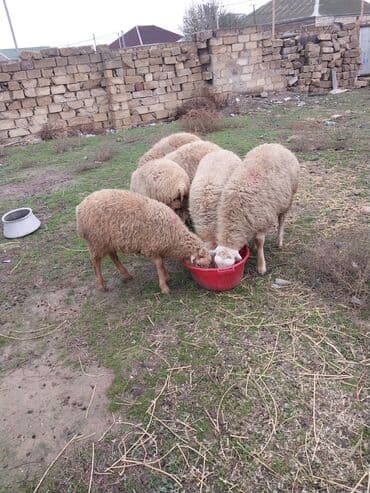 qoyun şəkli: 6 bas erkek qucu kom hamisi bir yerde 1700 unvan baki elaqe nomresi — 6