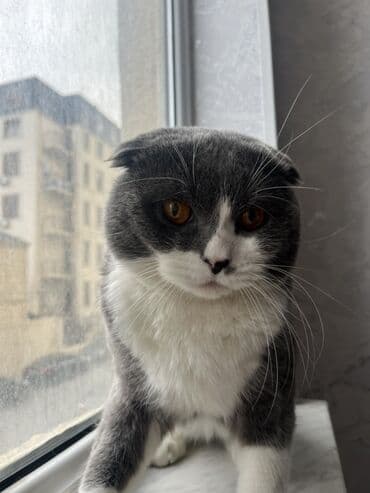 Lincoln: Шотладская вислоухая, Самец, Для вязки — 2