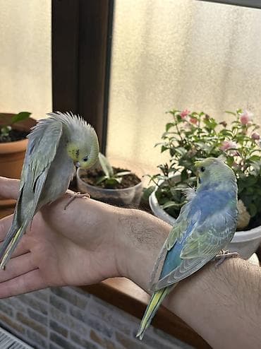 popugay: 2 ədəd 1 ay yarımlıq gözəl rəngli RAİNBOW tutuquşu. Ələ öyrətməyin tam — 4