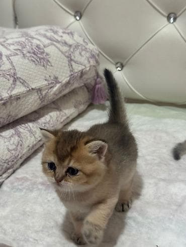 pisi: Qızıl şinşilla, Erkək — 9
