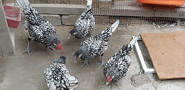 cins buzovların satışı: Gümüşü Sibrayt. 2 Xoruz 3 fərə. Cəm 5 ədəd. Maşallah Cin Kimi — 1