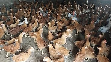 Salam cucelerin diri cekisi 1 kilo 200 100 qiram gelir temiz etleri
