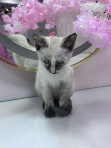 pişik cinsləri: Siam, Dişi, Yaxşı əllərə — 2