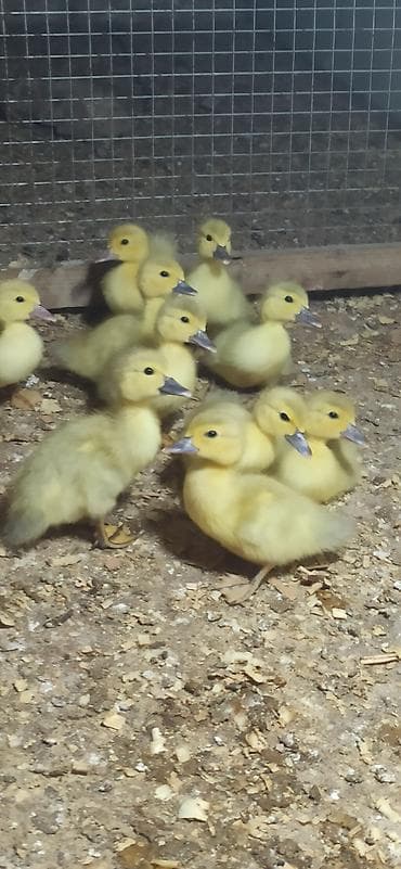 qaz ve ordek satisi: Lavanda balaları satılır — 1