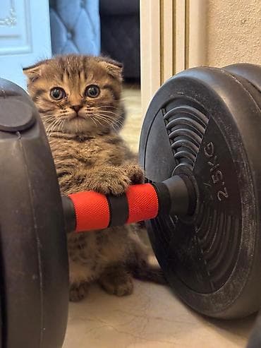 bala tutuquşu: Şotland — 5