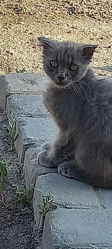 2 ayligdi.terbiyesi var derman vermiwem.her wey oyrewibler