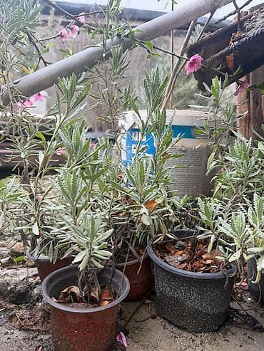 qara gul: Lavanda (Lavandula) fidanları – qablarda - Bitki növü: Ətirli — 3