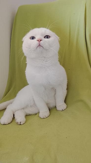 balaca pişik şəkilləri: Şotland yastı qulaq — 3