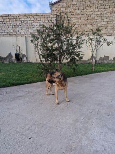 coban isi: Alman çoban iti — 3