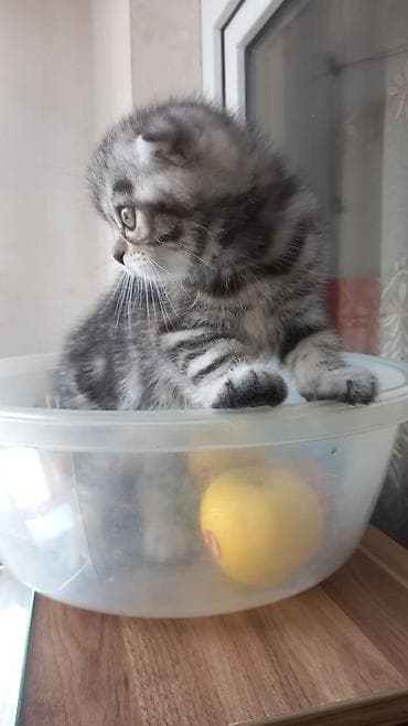 balaca pişikler: Boz tüklü balaca pişik balası - Cins tipi: qısa tüklü, bərk və sıx — 8