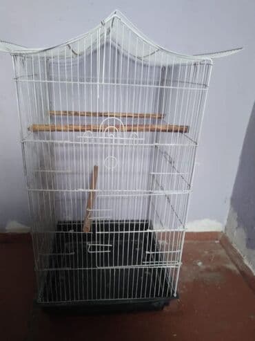 купить хамелеона в баку: 20 eded papuqay qefesle birlikde 200 manat su qabi yem qabida var — 5