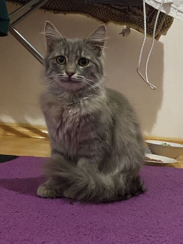 pişik balası verirem: Meyn-kun, Dişi, Ünvandan götürmə, Pulsuz çatdırılma — 1