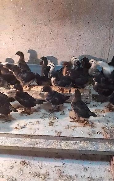 Toyuq cücələri, Damazlıq