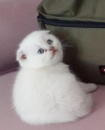 Şotland uzun tüklü, Dişi