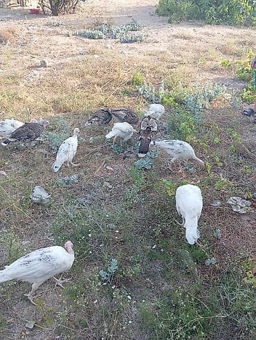 kend çolpası: Dişi, Amerika, Damazlıq, Ödənişli çatdırılma — 2