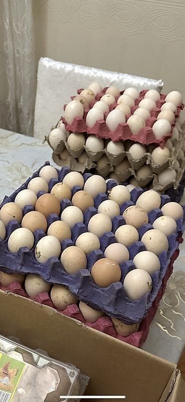 Yemlər: Salam.Arginal serebristlərin mayalı yumurtaları olur. 40 qəpik. Ünvan — 2