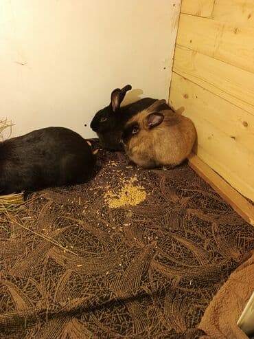 dövsan: Ev dovşanları – 3 ədəd Təsvir: - Şəkillərdə 3 ev dovşanı görünür — 4