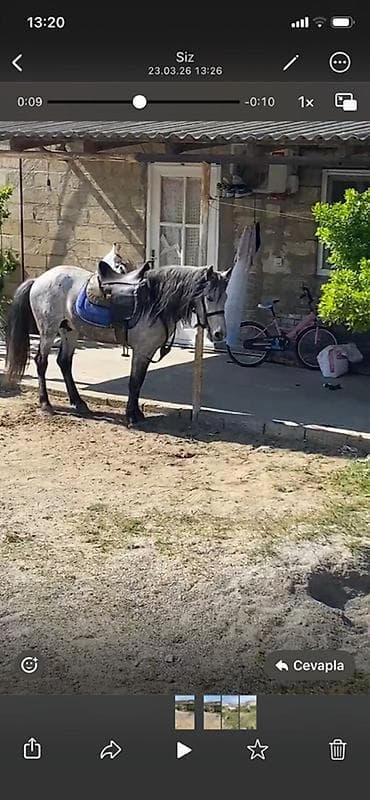 heyvan sahiblənmə: Erkək, il: 6 — 4