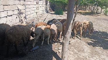 satilik simental inek: Qoyun sürüsü satılır - Növ: yerli ətlik/yunlu qarışıqlar (ağ — 3