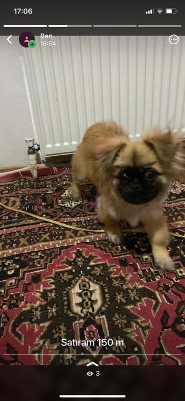 Pekines, 6 ay, Erkek