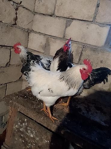 Məhsul: Yerli təsərrüfatdan selebrist görünüşlü xoruzlar (3 ədəd)