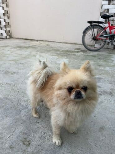 Şpitz, Erkek lalafo.az -da — 2 Şpitz, Erkek — 2