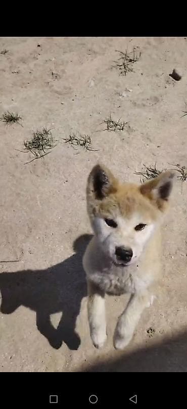 avcarka type 1: Akita-inu, Peyvəndli — 6
