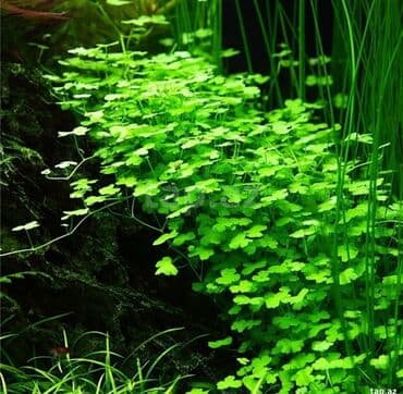 Трипартида
Tripartida akvarium bitkisi lalafo.az -da Трипартида
Tripartida akvarium bitkisi