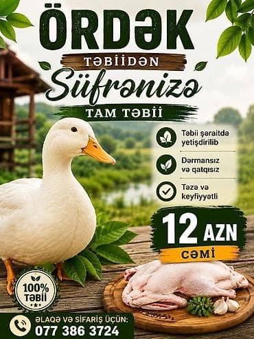 Təmizlənməsi və ya dirisi satılır Ördək – tam təbii, təmiz və — 1