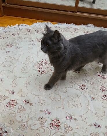 шотландская вислоухая кошка купить: Самец — 1