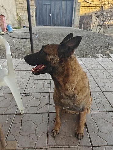balaca cins itler: Belçika çoban iti, 3 il, Erkek — 4