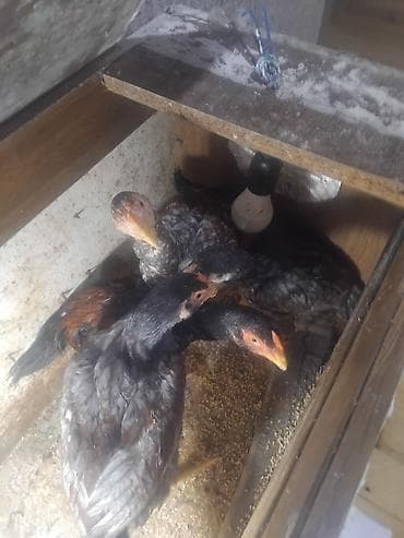 сетка для клетки попугая: Куриные цыплята, Для разведения — 3