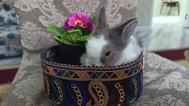 qiz dovsan adlari: Cinsler — 5