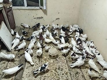 Попугаи: Salam aleykum 5 manatdan 10 manata kimi quslar kürdəxanı da di Vatsapa — 4