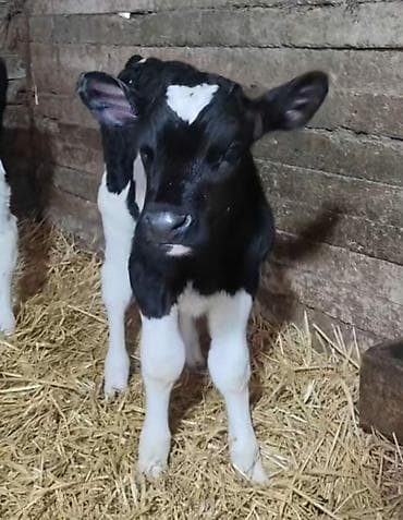 Телята: Holşteyn cinsli buzov qiymət 300 - Rəng: qara-ağ, alın nahiyəsində — 2