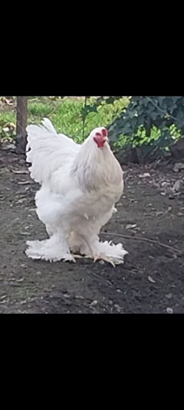 Qoyunlar, qoçlar: 7 aylıq xoruzdu. Fikri ciddi olan yazsın. Bu qiymətə quzu alaram — 1