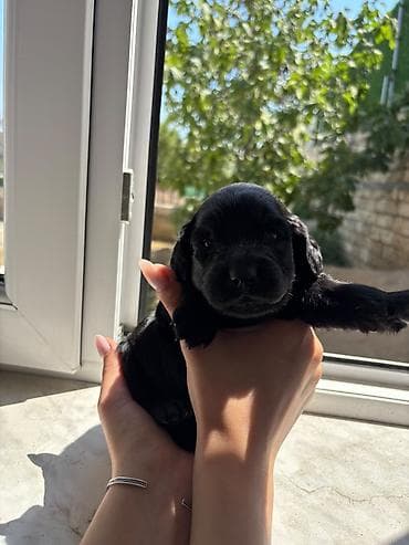 balaca it satisi: Koker spaniyel, 1 ay, Erkek, Peyvəndli — 5