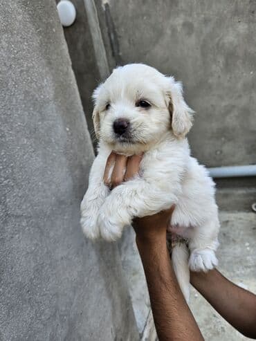 2 ay, Dişi, Ödənişli çatdırılma lalafo.az -da 2 ay, Dişi, Ödənişli çatdırılma