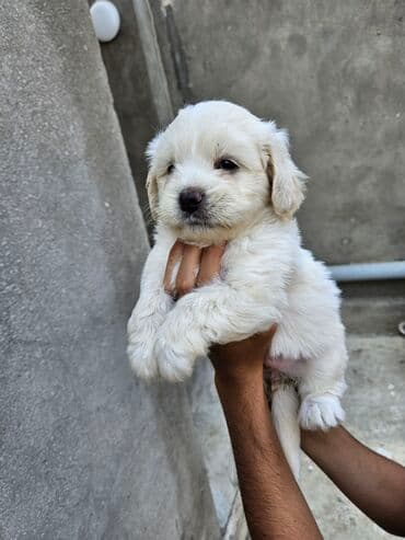 qiz it adlari: 2 ay, Dişi, Ödənişli çatdırılma — 1