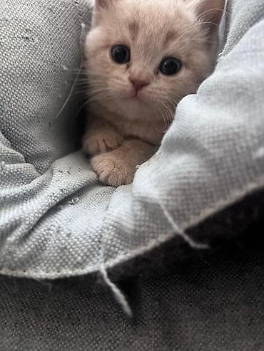 meykun pisik: Britan — 7