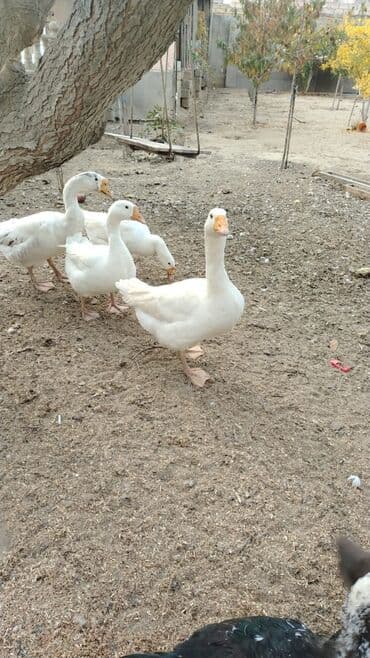 Браслеты: Qazlar ve ordekler hamisi bir yerde satilir 4 eded Linda qazlari 9 — 2