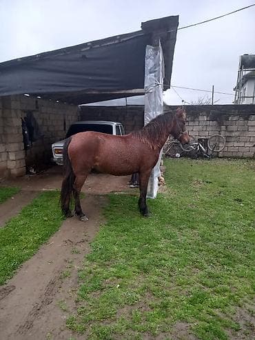 At satılır – qırmızı-kəhvəyi rəngdə at - Cins: yerli tip (şabalıdı lalafo.az -da At satılır – qırmızı-kəhvəyi rəngdə at - Cins: yerli tip (şabalıdı