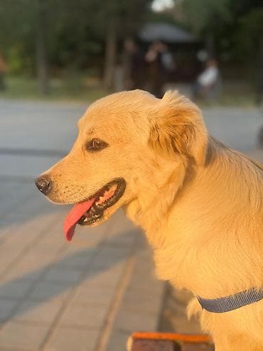 it insan seksi: Retriever, 5 ay, Erkek, Pulsuz çatdırılma — 7