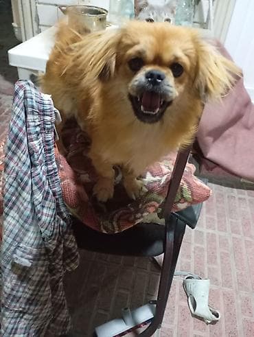 Pekines, 7 ay, Erkək, Peyvəndli, Ünvandan götürmə